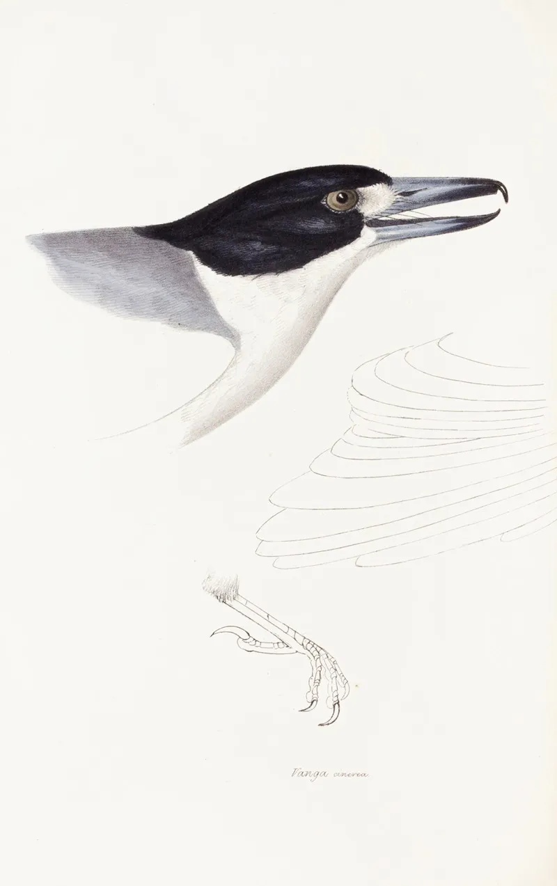 A Synopsis Of The Birds Of Australia And The Adjacent Islands Pl 02 Wall Art by Elizabeth Gould - High-Resolution Digital Print