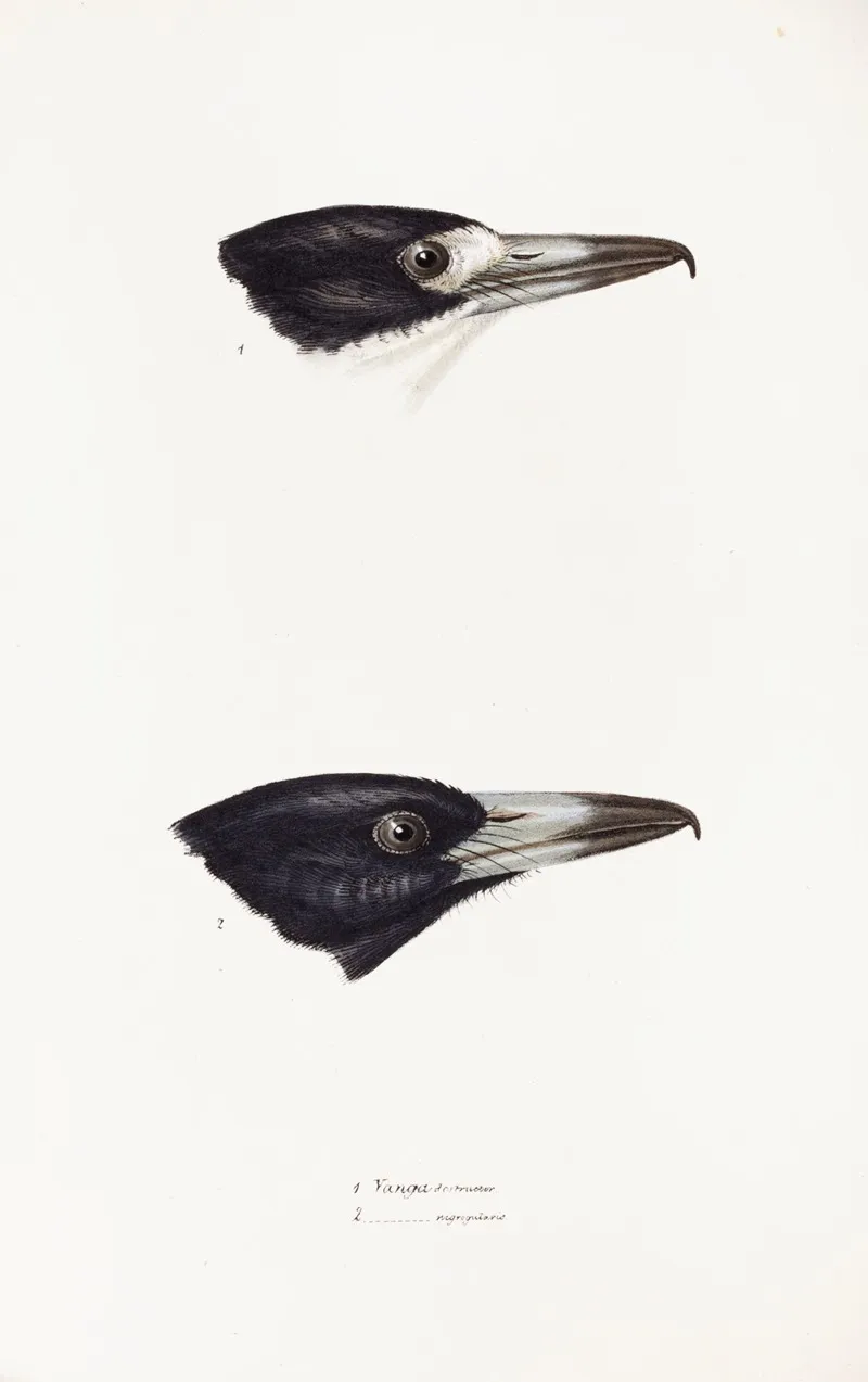 A Synopsis Of The Birds Of Australia And The Adjacent Islands Pl 03 Wall Art by Elizabeth Gould - High-Resolution Digital Print