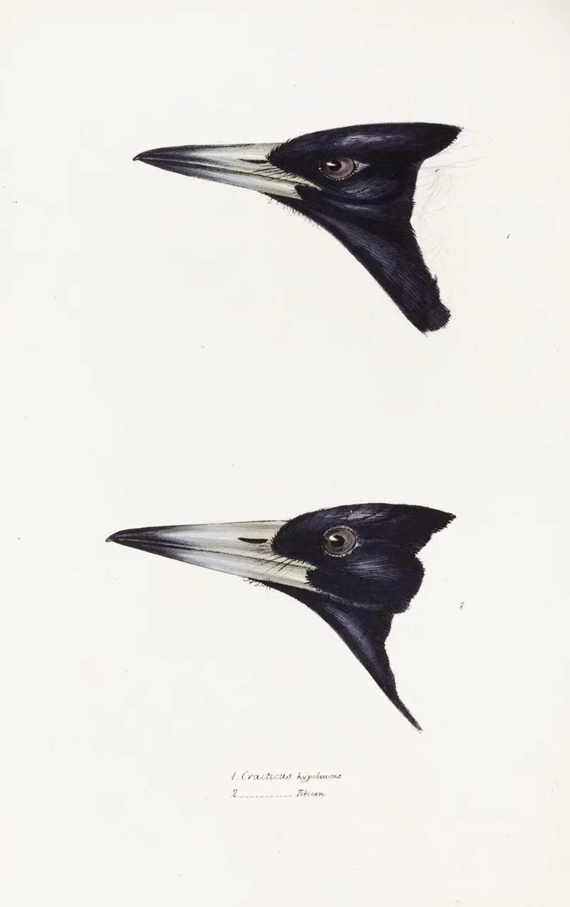 A Synopsis Of The Birds Of Australia And The Adjacent Islands Pl 04 Wall Art by Elizabeth Gould - High-Resolution Digital Print