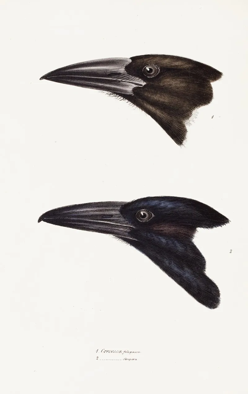 A Synopsis Of The Birds Of Australia And The Adjacent Islands Pl 05 Wall Art by Elizabeth Gould - High-Resolution Digital Print