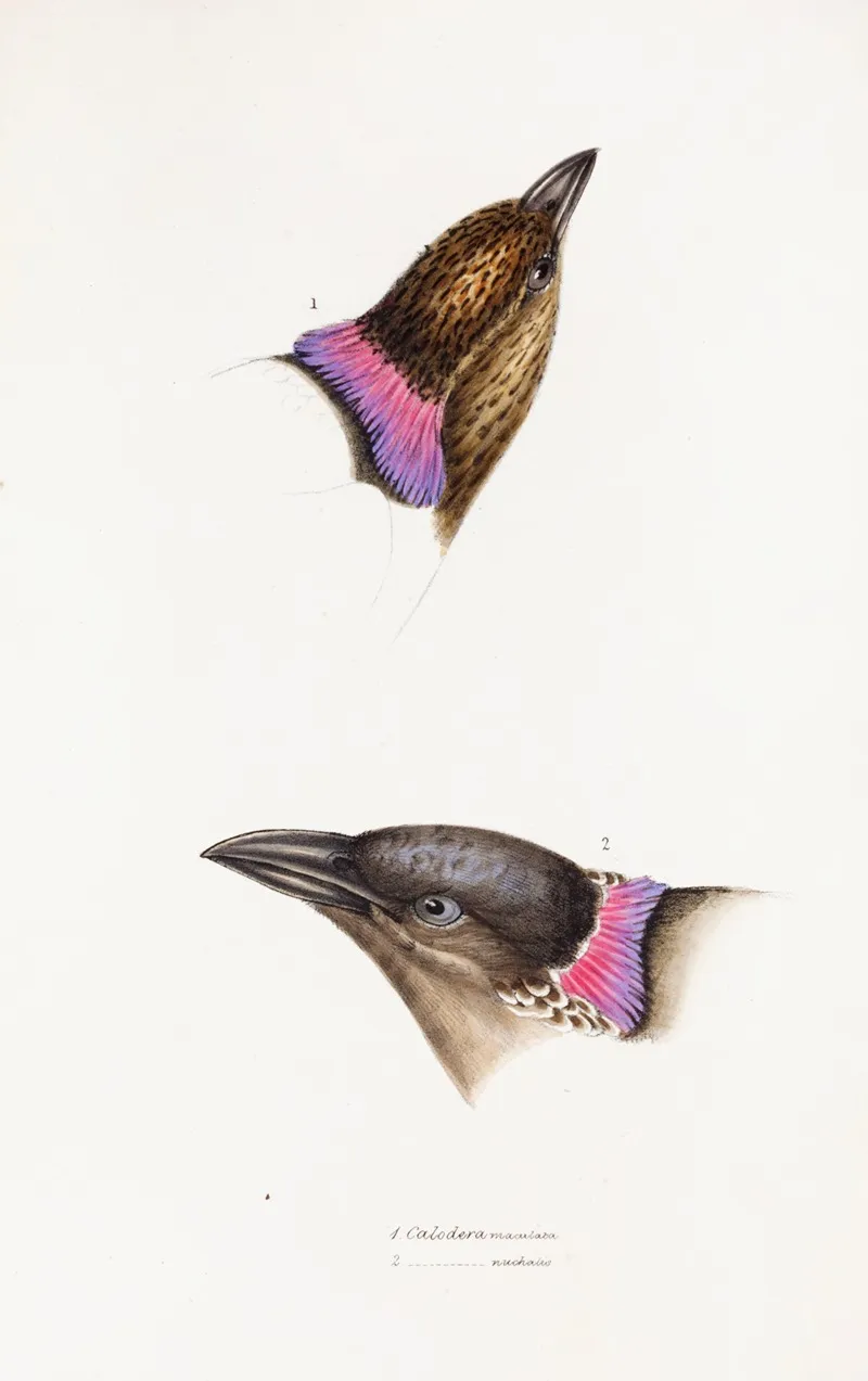 A Synopsis Of The Birds Of Australia And The Adjacent Islands Pl 06 Wall Art by Elizabeth Gould - High-Resolution Digital Print