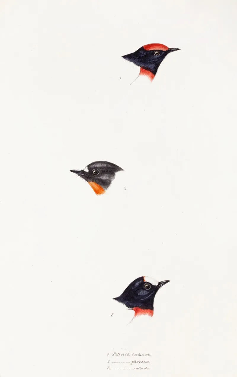 A Synopsis Of The Birds Of Australia And The Adjacent Islands Pl 07 Wall Art by Elizabeth Gould - High-Resolution Digital Print