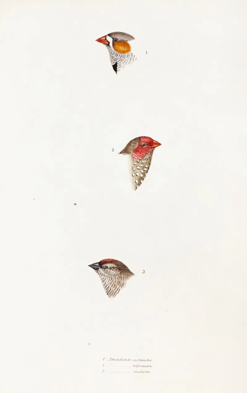 A Synopsis Of The Birds Of Australia And The Adjacent Islands Pl 10 Wall Art by Elizabeth Gould - High-Resolution Digital Print