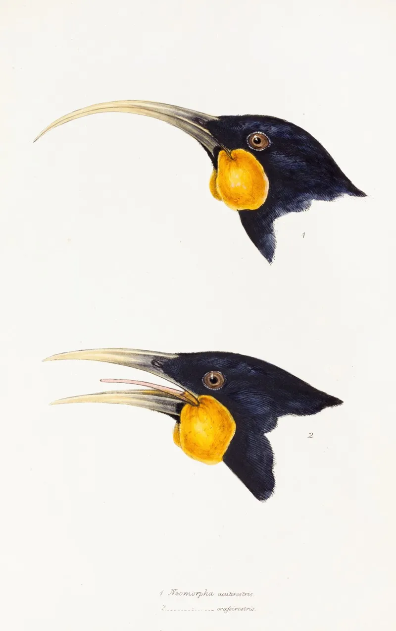 A Synopsis Of The Birds Of Australia And The Adjacent Islands Pl 11 Wall Art by Elizabeth Gould - High-Resolution Digital Print