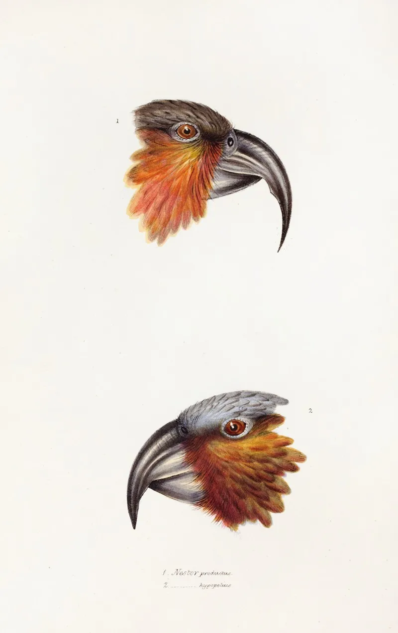 A Synopsis Of The Birds Of Australia And The Adjacent Islands Pl 12 Wall Art by Elizabeth Gould - High-Resolution Digital Print