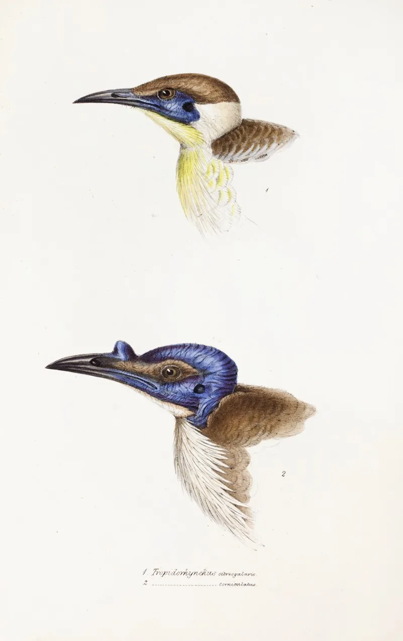 A Synopsis Of The Birds Of Australia And The Adjacent Islands Pl 13 Wall Art by Elizabeth Gould - High-Resolution Digital Print