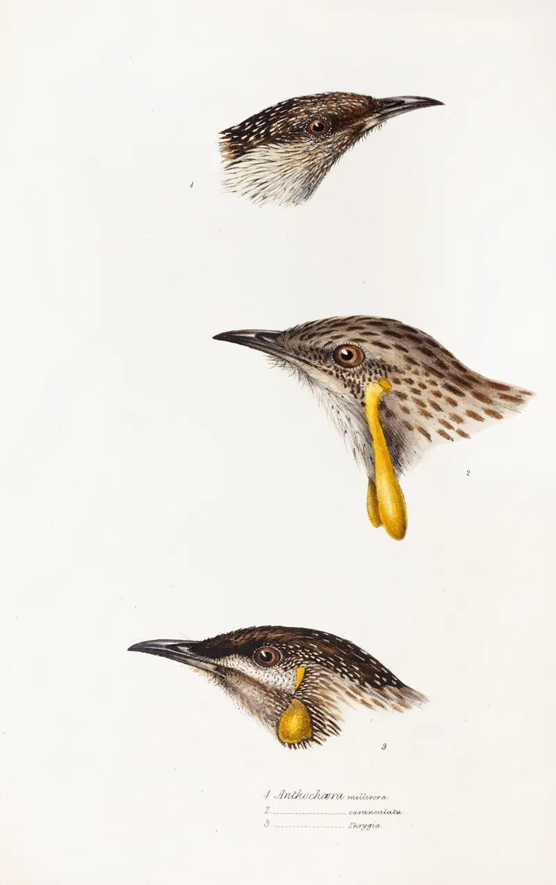 A Synopsis Of The Birds Of Australia And The Adjacent Islands Pl 14 Wall Art by Elizabeth Gould - High-Resolution Digital Print