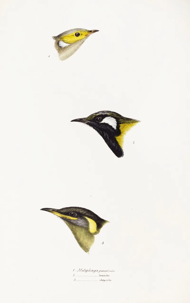 A Synopsis Of The Birds Of Australia And The Adjacent Islands Pl 15 Wall Art by Elizabeth Gould - High-Resolution Digital Print