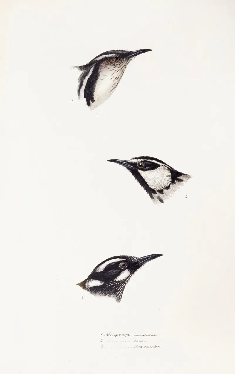 A Synopsis Of The Birds Of Australia And The Adjacent Islands Pl 16 Wall Art by Elizabeth Gould - High-Resolution Digital Print