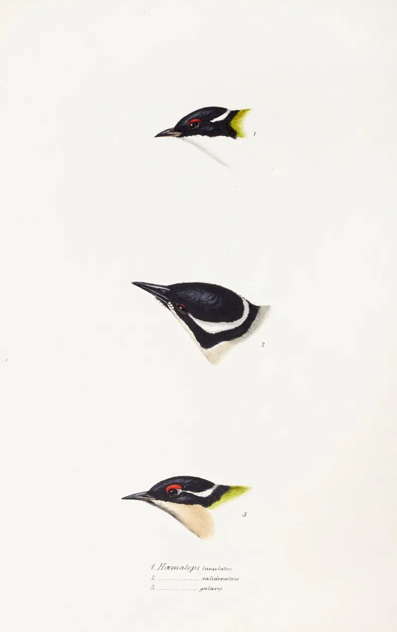 A Synopsis Of The Birds Of Australia And The Adjacent Islands Pl 17 Wall Art by Elizabeth Gould - High-Resolution Digital Print