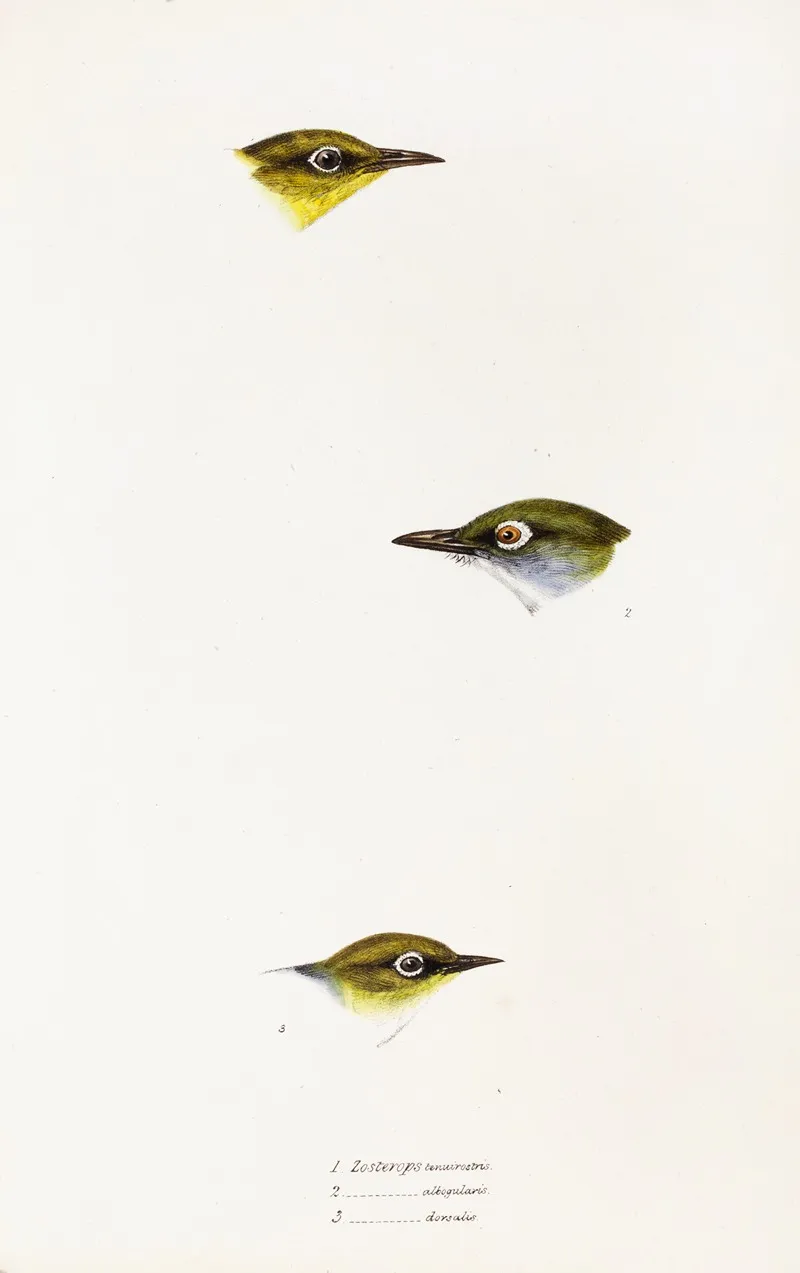 A Synopsis Of The Birds Of Australia And The Adjacent Islands Pl 18 Wall Art by Elizabeth Gould - High-Resolution Digital Print