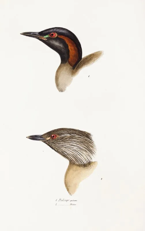 A Synopsis Of The Birds Of Australia And The Adjacent Islands Pl 19 Wall Art by Elizabeth Gould - High-Resolution Digital Print