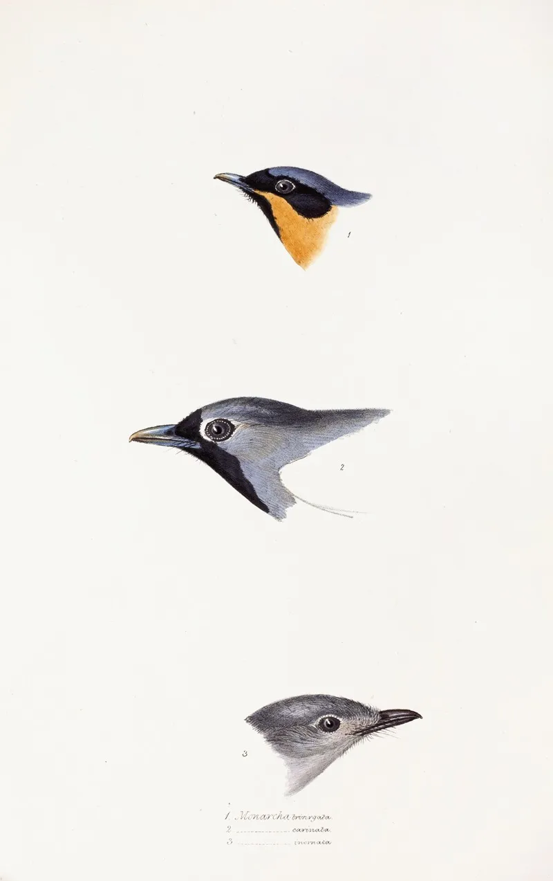 A Synopsis Of The Birds Of Australia And The Adjacent Islands Pl 20 Wall Art by Elizabeth Gould - High-Resolution Digital Print
