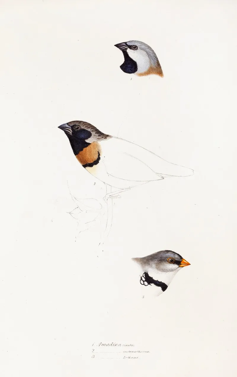 A Synopsis Of The Birds Of Australia And The Adjacent Islands Pl 21 Wall Art by Elizabeth Gould - High-Resolution Digital Print
