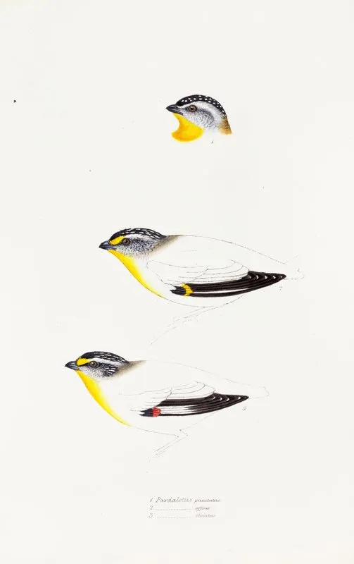 A Synopsis Of The Birds Of Australia And The Adjacent Islands Pl 22 Wall Art by Elizabeth Gould - High-Resolution Digital Print