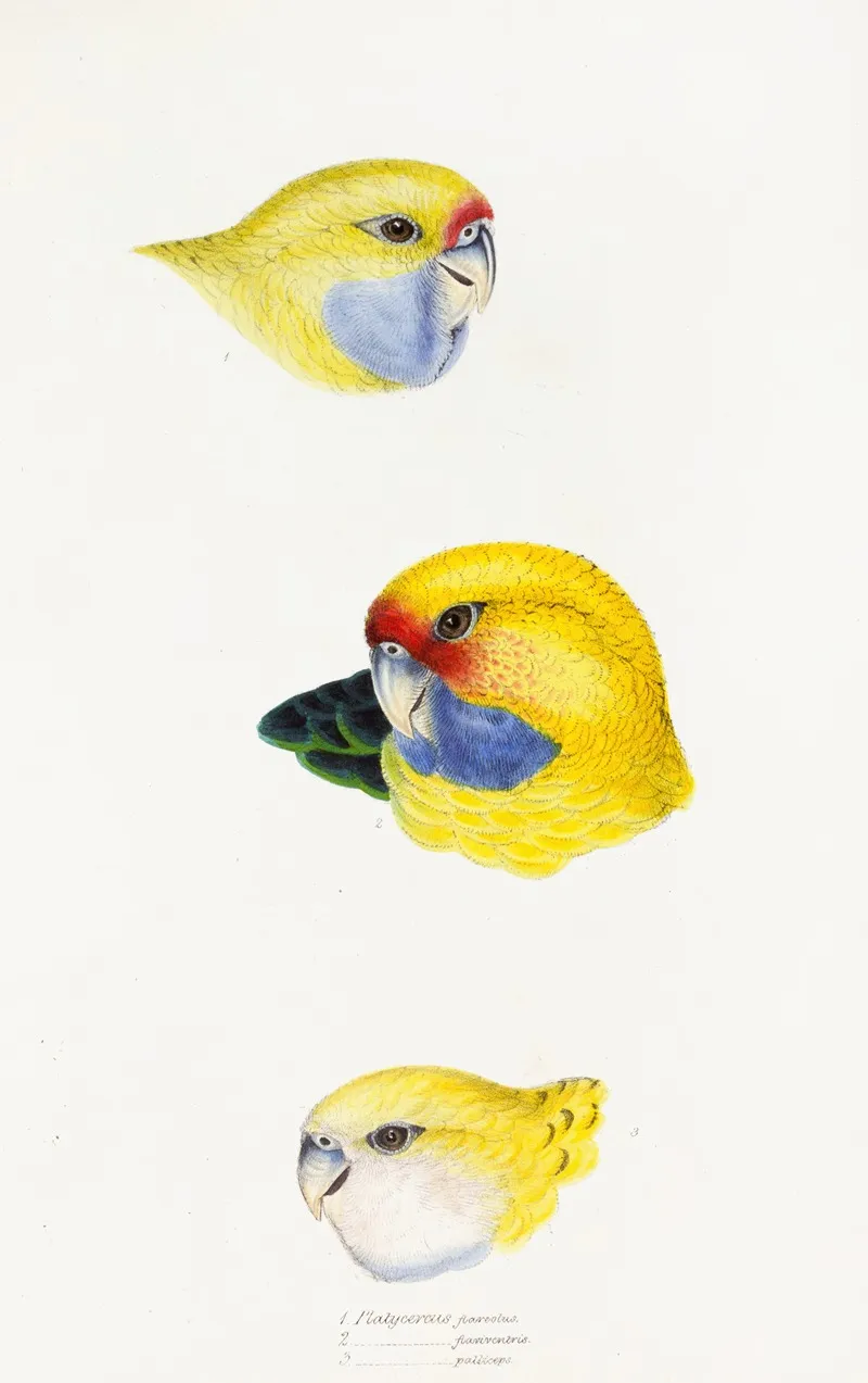 A Synopsis Of The Birds Of Australia And The Adjacent Islands Pl 23 Wall Art by Elizabeth Gould - High-Resolution Digital Print