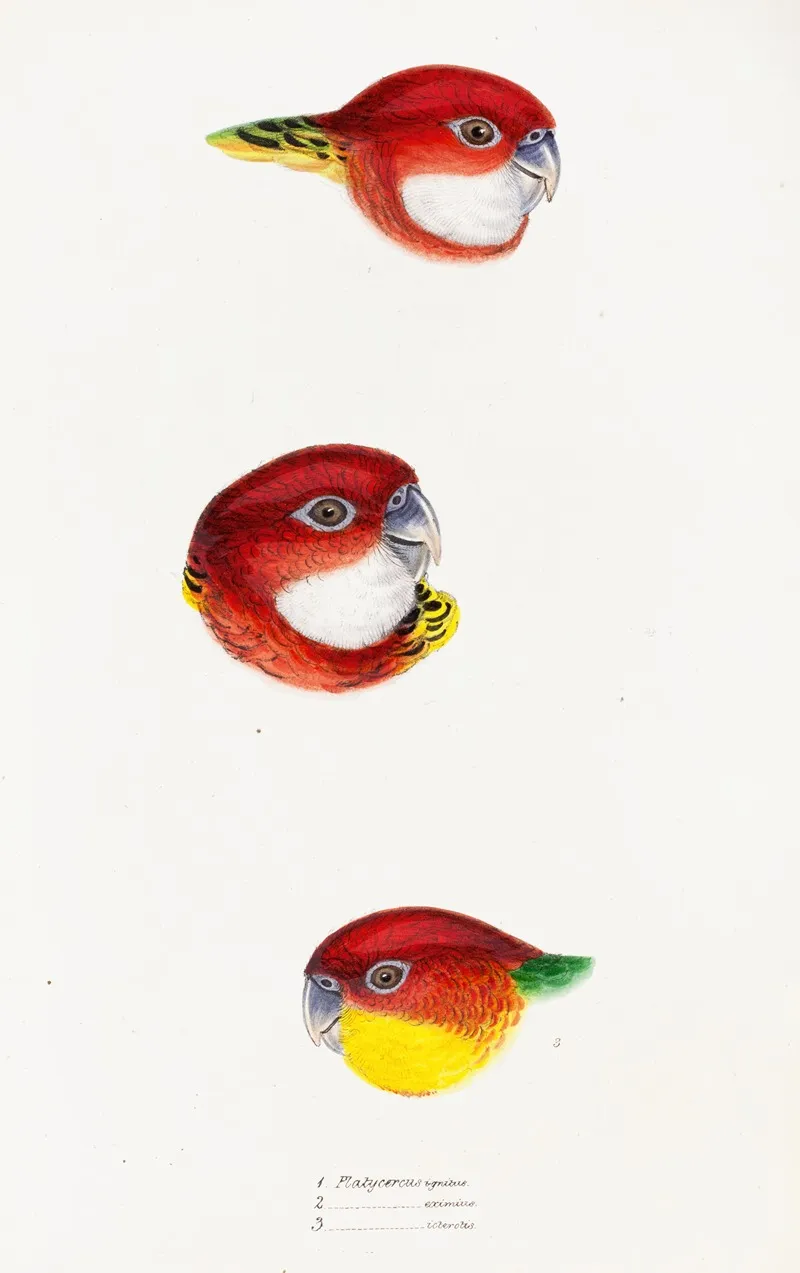 A Synopsis Of The Birds Of Australia And The Adjacent Islands Pl 24 Wall Art by Elizabeth Gould - High-Resolution Digital Print