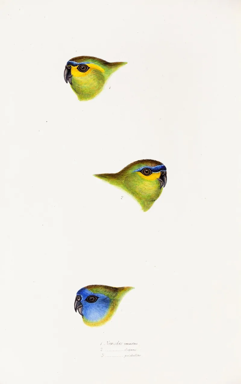 A Synopsis Of The Birds Of Australia And The Adjacent Islands Pl 25 Wall Art by Elizabeth Gould - High-Resolution Digital Print