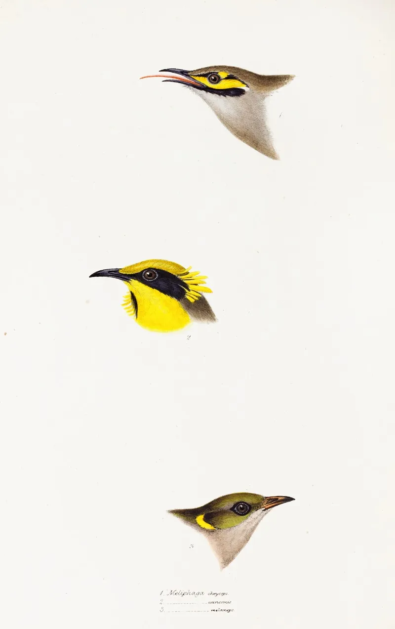 A Synopsis Of The Birds Of Australia And The Adjacent Islands Pl 26 Wall Art by Elizabeth Gould - High-Resolution Digital Print