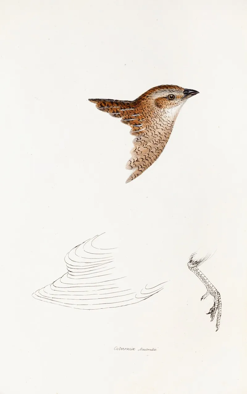 A Synopsis Of The Birds Of Australia And The Adjacent Islands Pl 28 Wall Art by Elizabeth Gould - High-Resolution Digital Print