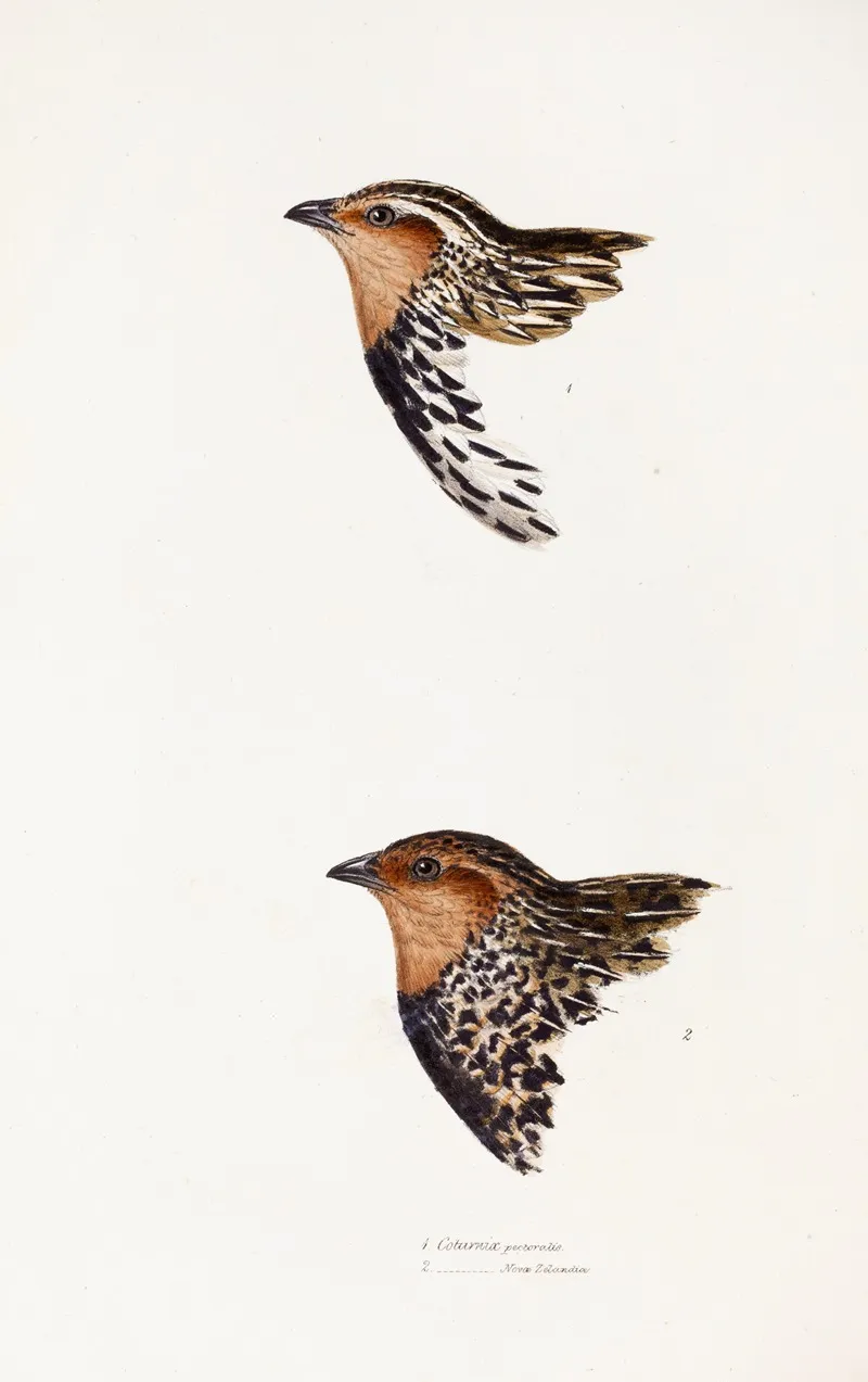 A Synopsis Of The Birds Of Australia And The Adjacent Islands Pl 29 Wall Art by Elizabeth Gould - High-Resolution Digital Print