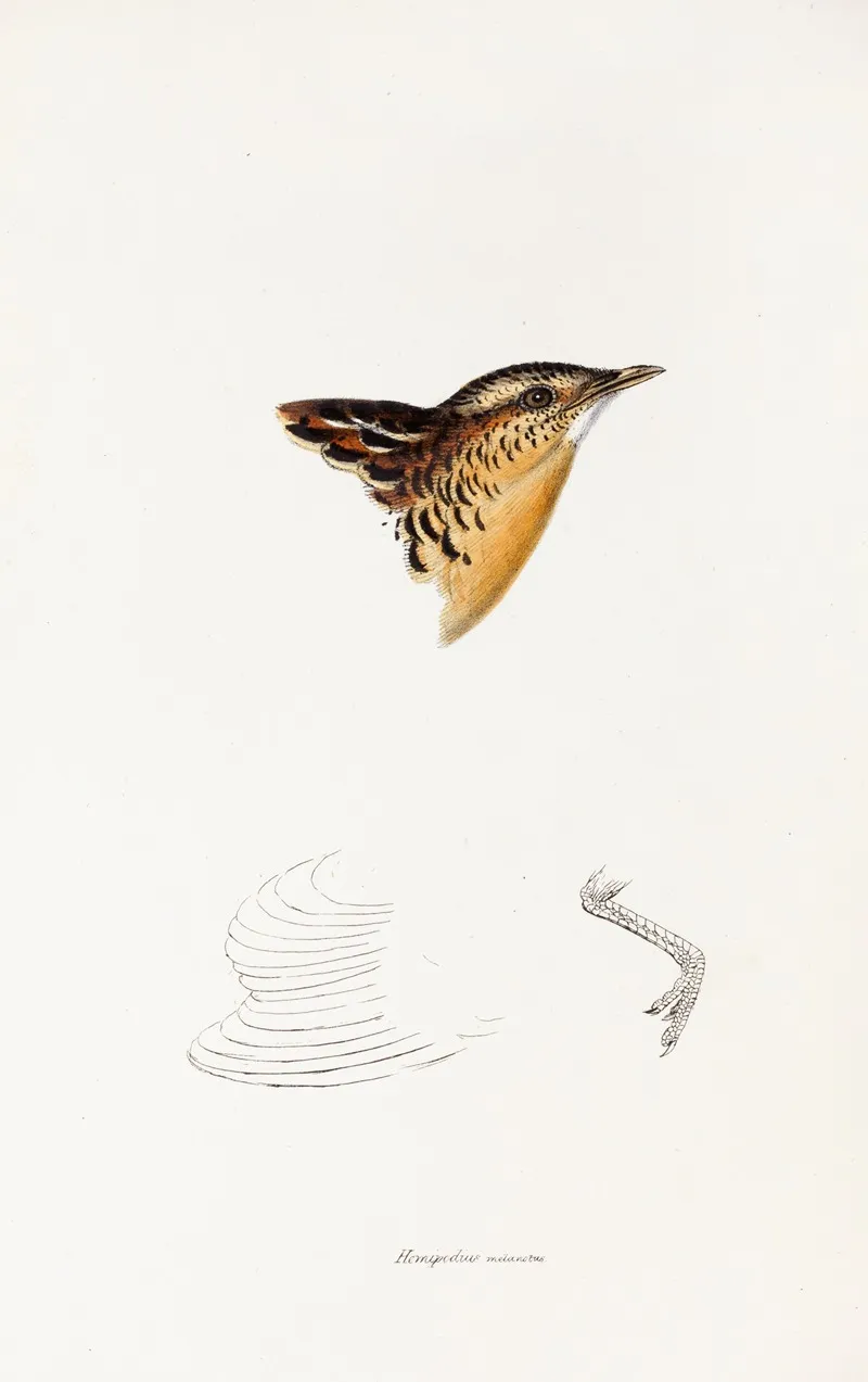 A Synopsis Of The Birds Of Australia And The Adjacent Islands Pl 30 Wall Art by Elizabeth Gould - High-Resolution Digital Print