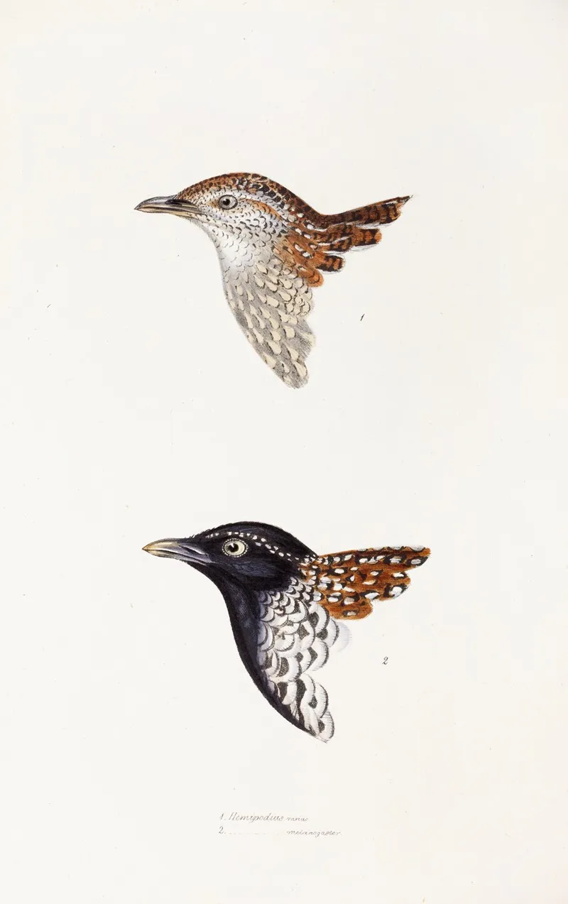 A Synopsis Of The Birds Of Australia And The Adjacent Islands Pl 31 Wall Art by Elizabeth Gould - High-Resolution Digital Print