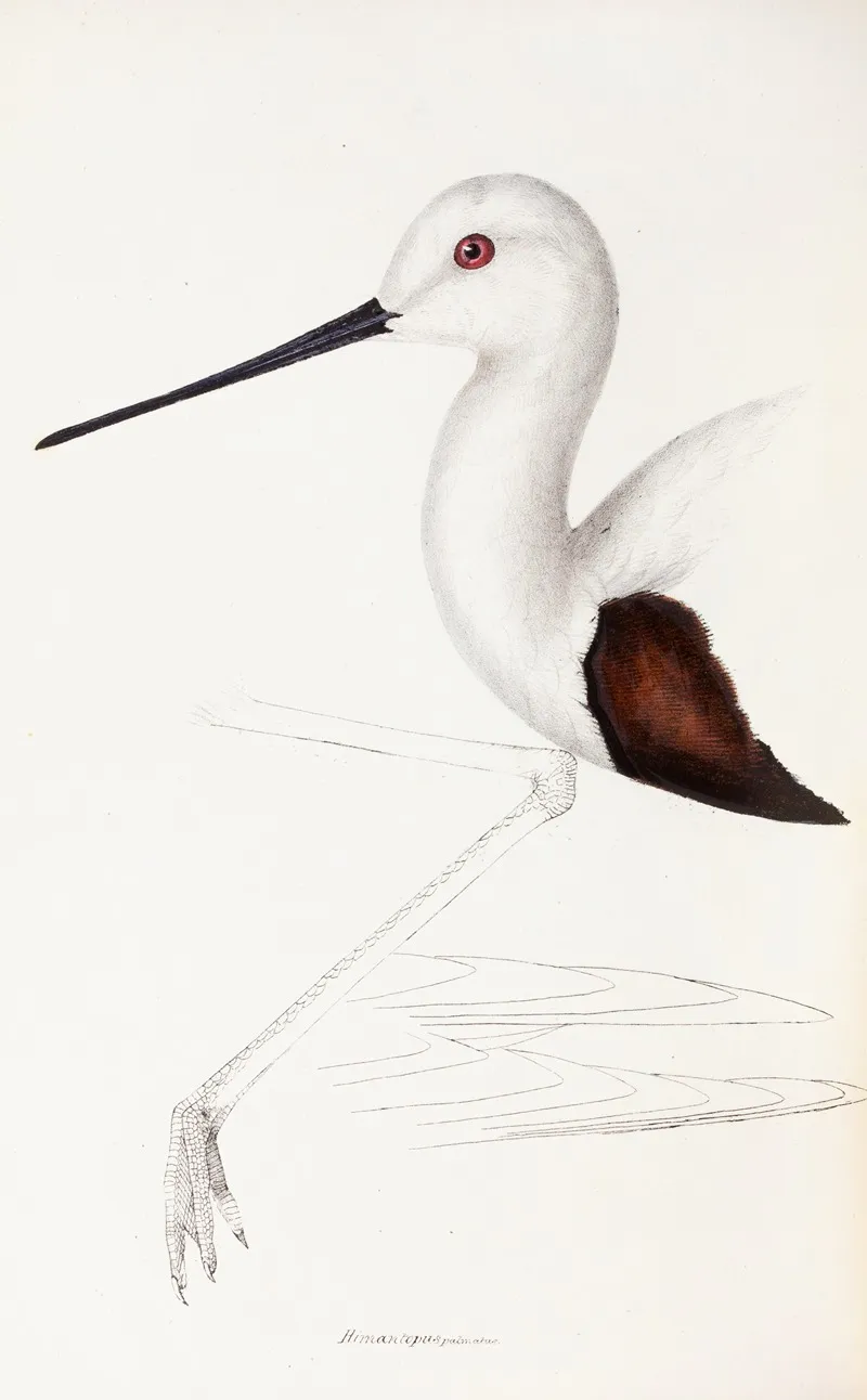 A Synopsis Of The Birds Of Australia And The Adjacent Islands Pl 33 Wall Art by Elizabeth Gould - High-Resolution Digital Print