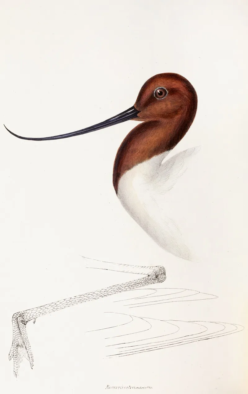 A Synopsis Of The Birds Of Australia And The Adjacent Islands Pl 35 Wall Art by Elizabeth Gould - High-Resolution Digital Print