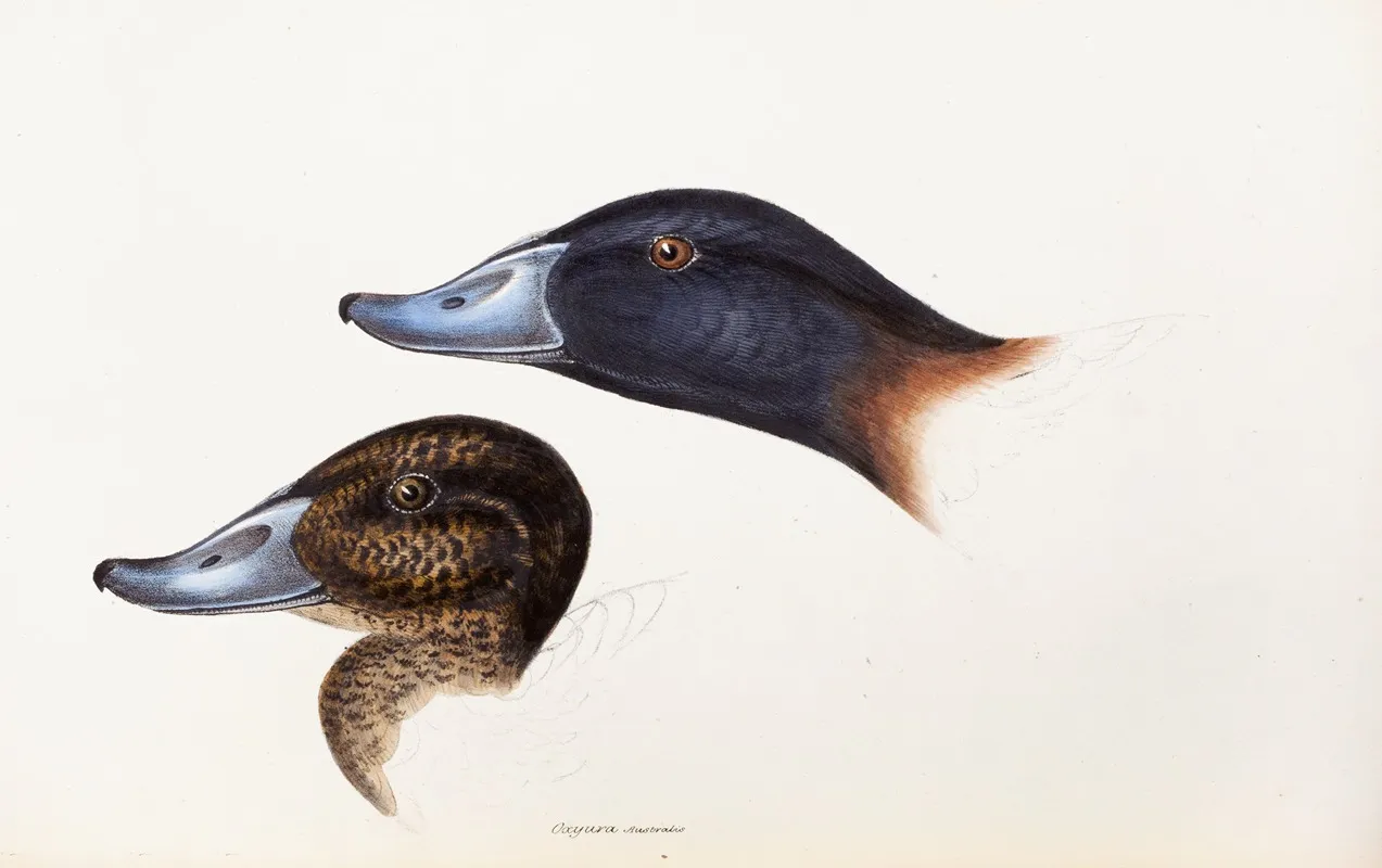 A Synopsis Of The Birds Of Australia And The Adjacent Islands Pl 36 Wall Art by Elizabeth Gould - High-Resolution Digital Print