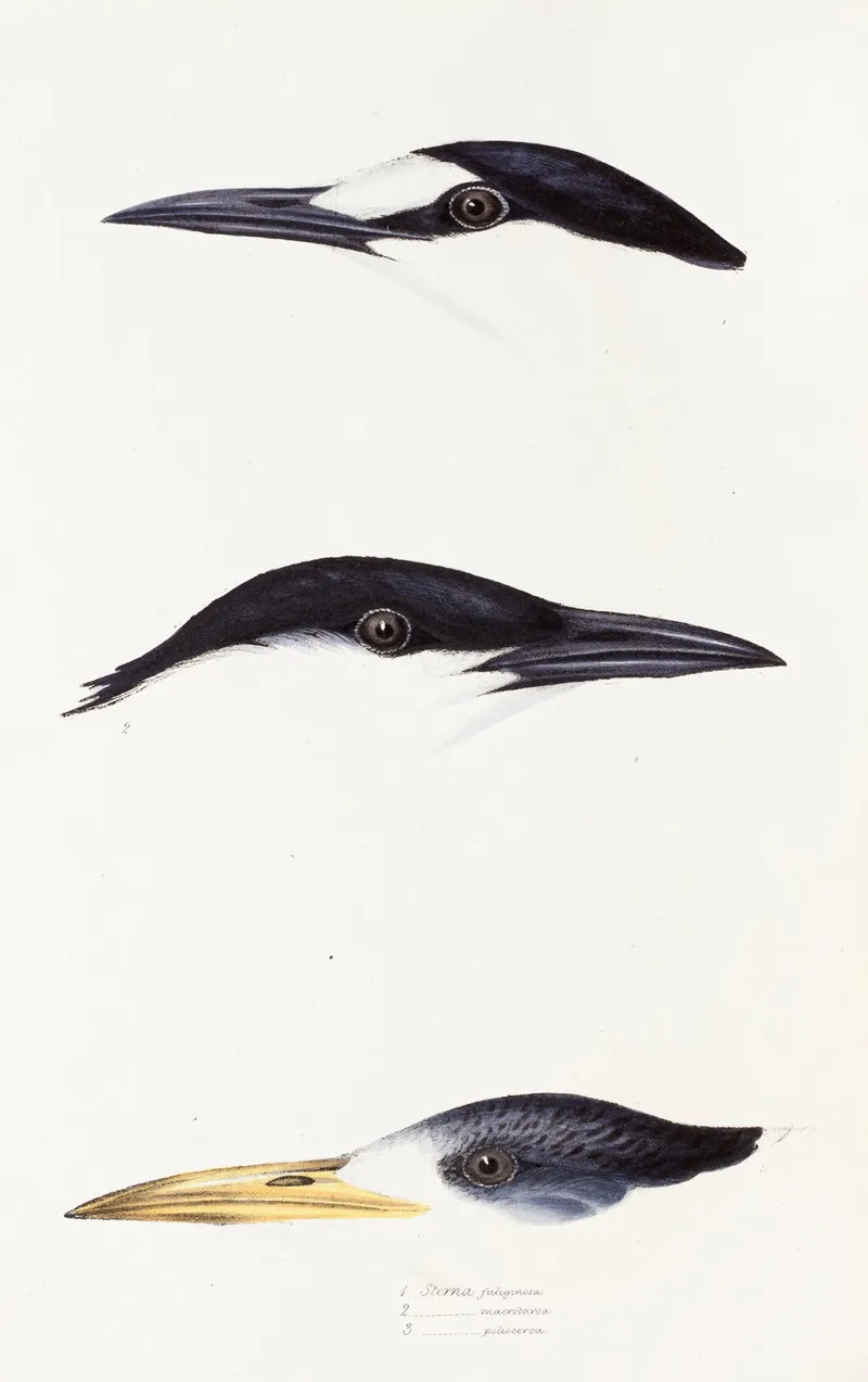A Synopsis Of The Birds Of Australia And The Adjacent Islands Pl 37 Wall Art by Elizabeth Gould - High-Resolution Digital Print