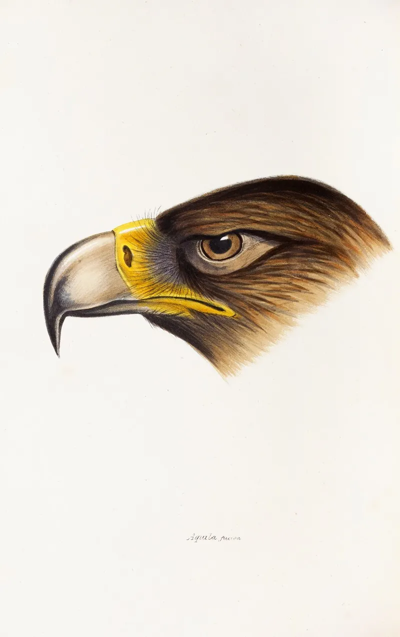 A Synopsis Of The Birds Of Australia And The Adjacent Islands Pl 38 Wall Art by Elizabeth Gould - High-Resolution Digital Print