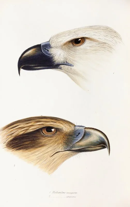 A Synopsis Of The Birds Of Australia And The Adjacent Islands Pl 39 Wall Art by Elizabeth Gould - High-Resolution Digital Print