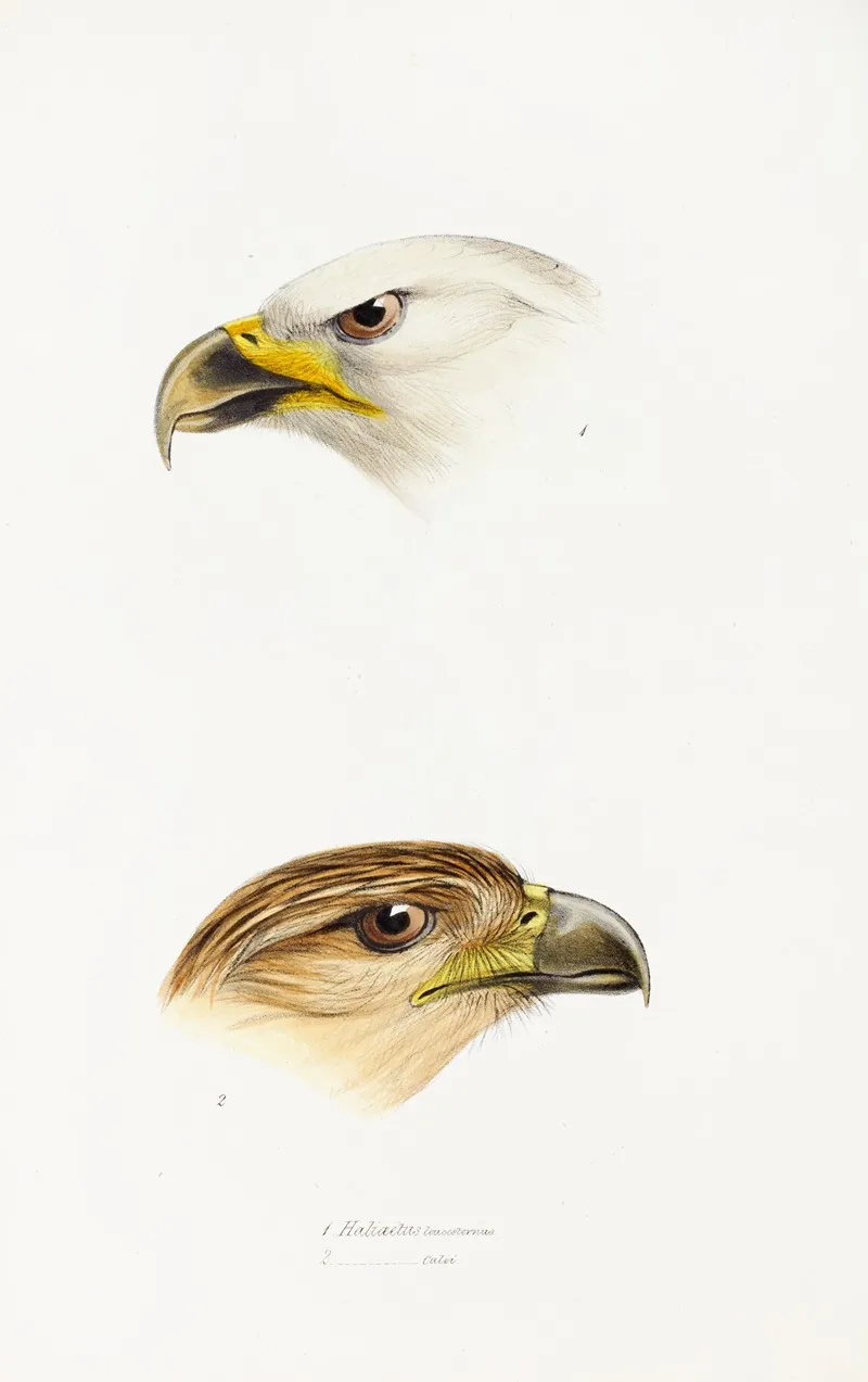 A Synopsis Of The Birds Of Australia And The Adjacent Islands Pl 40 Wall Art by Elizabeth Gould - High-Resolution Digital Print