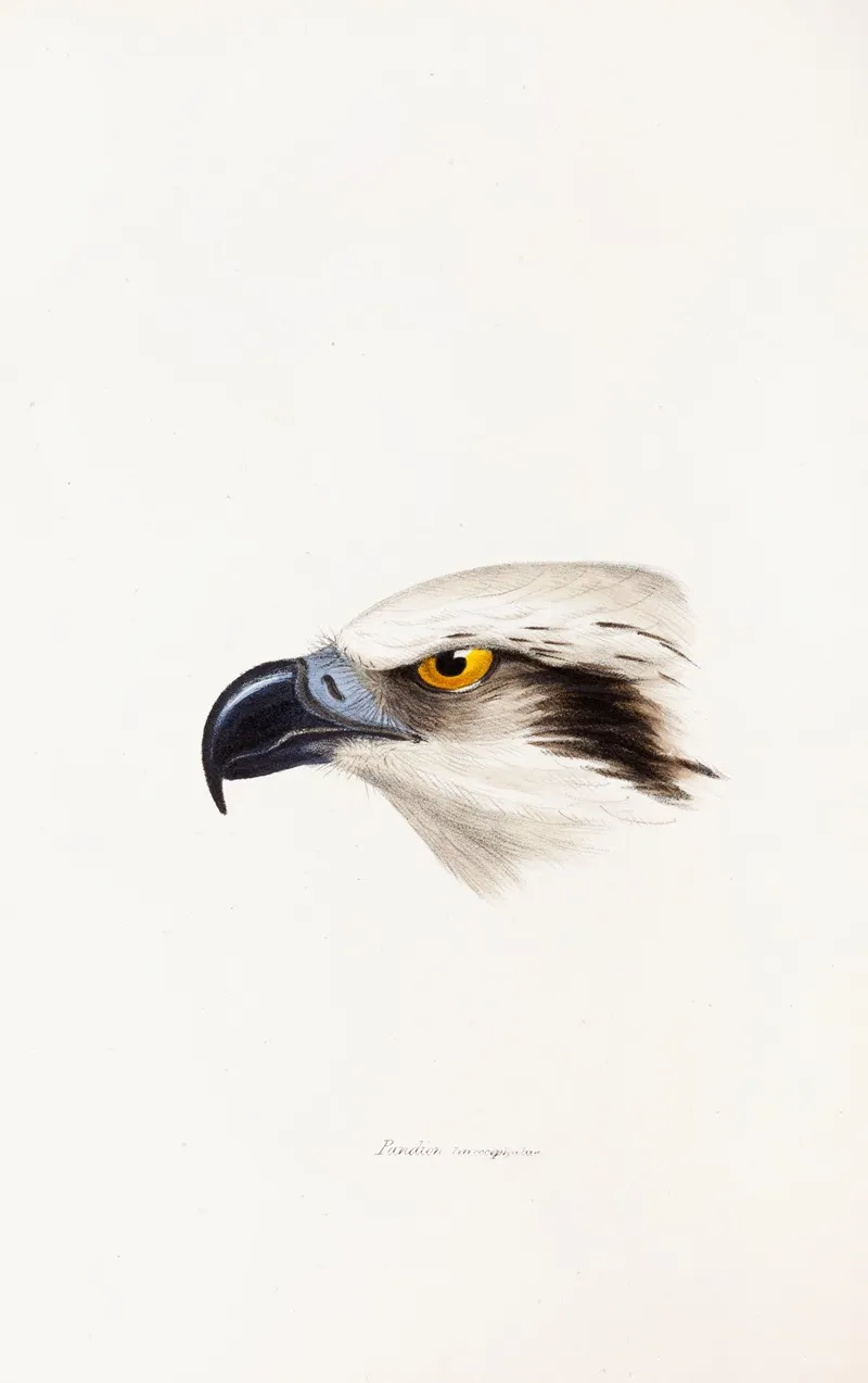 A Synopsis Of The Birds Of Australia And The Adjacent Islands Pl 41 Wall Art by Elizabeth Gould - High-Resolution Digital Print