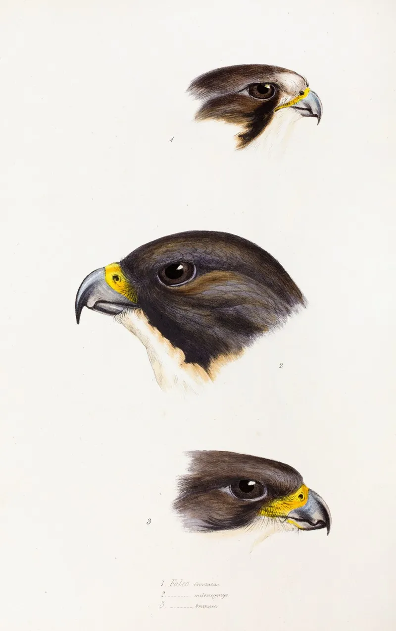 A Synopsis Of The Birds Of Australia And The Adjacent Islands Pl 42 Wall Art by Elizabeth Gould - High-Resolution Digital Print