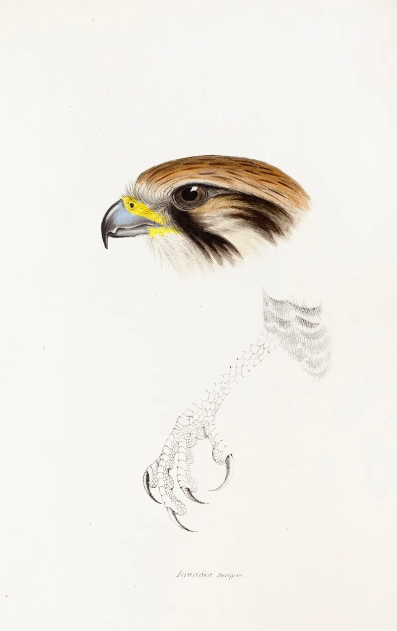 A Synopsis Of The Birds Of Australia And The Adjacent Islands Pl 43 Wall Art by Elizabeth Gould - High-Resolution Digital Print