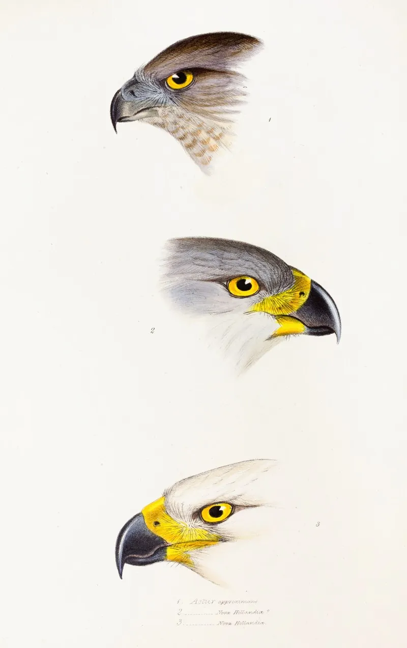 A Synopsis Of The Birds Of Australia And The Adjacent Islands Pl 44 Wall Art by Elizabeth Gould - High-Resolution Digital Print