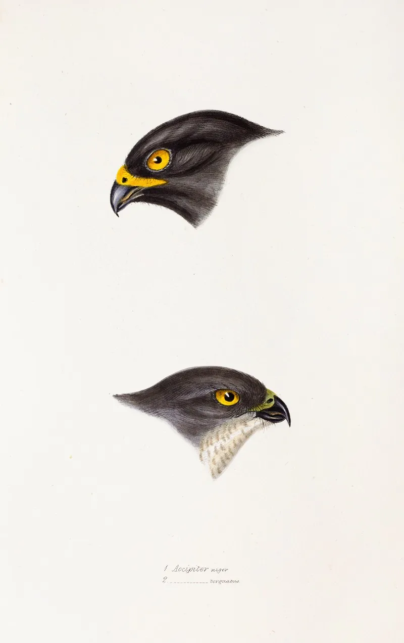 A Synopsis Of The Birds Of Australia And The Adjacent Islands Pl 45 Wall Art by Elizabeth Gould - High-Resolution Digital Print