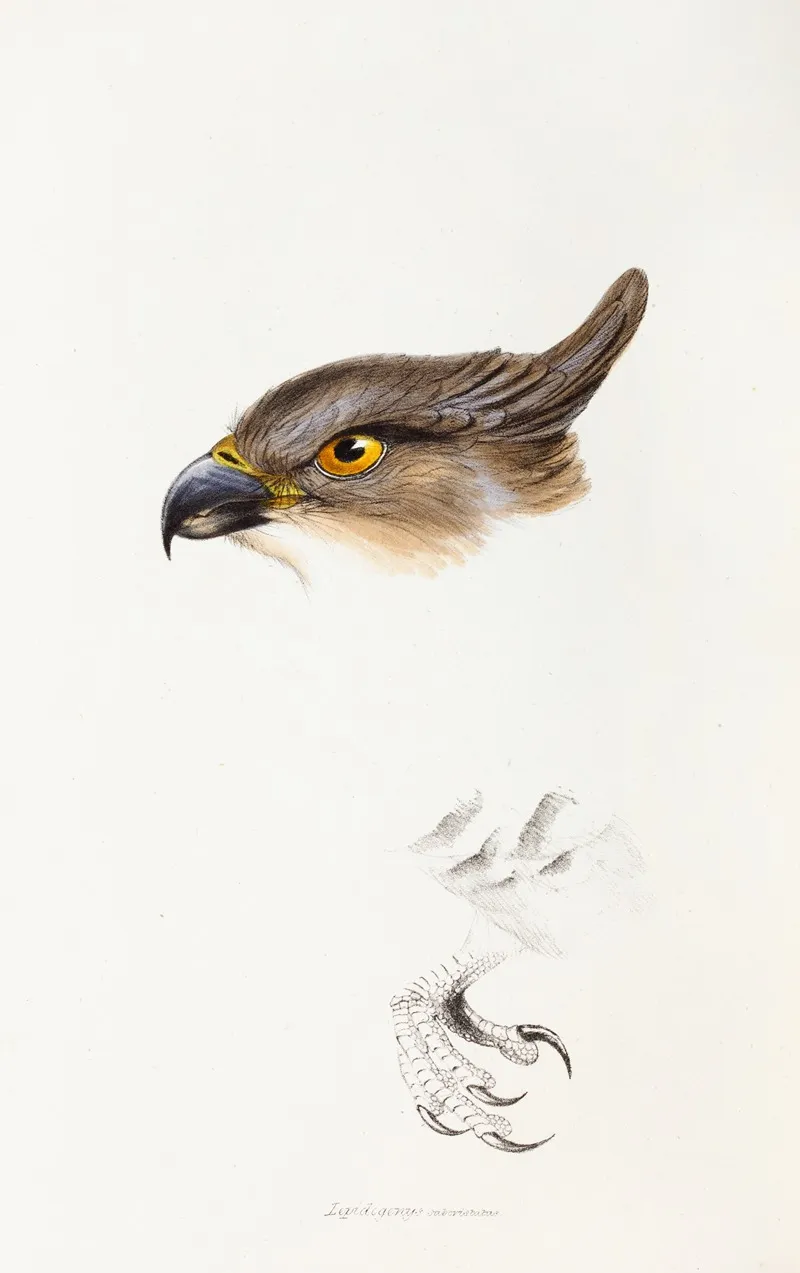 A Synopsis Of The Birds Of Australia And The Adjacent Islands Pl 46 Wall Art by Elizabeth Gould - High-Resolution Digital Print