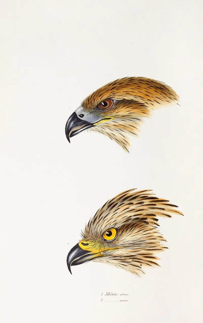 A Synopsis Of The Birds Of Australia And The Adjacent Islands Pl 47 Wall Art by Elizabeth Gould - High-Resolution Digital Print