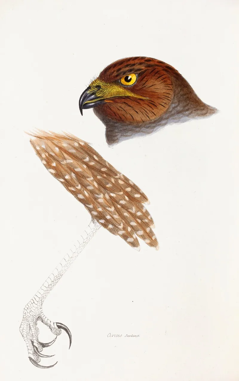 A Synopsis Of The Birds Of Australia And The Adjacent Islands Pl 48 Wall Art by Elizabeth Gould - High-Resolution Digital Print