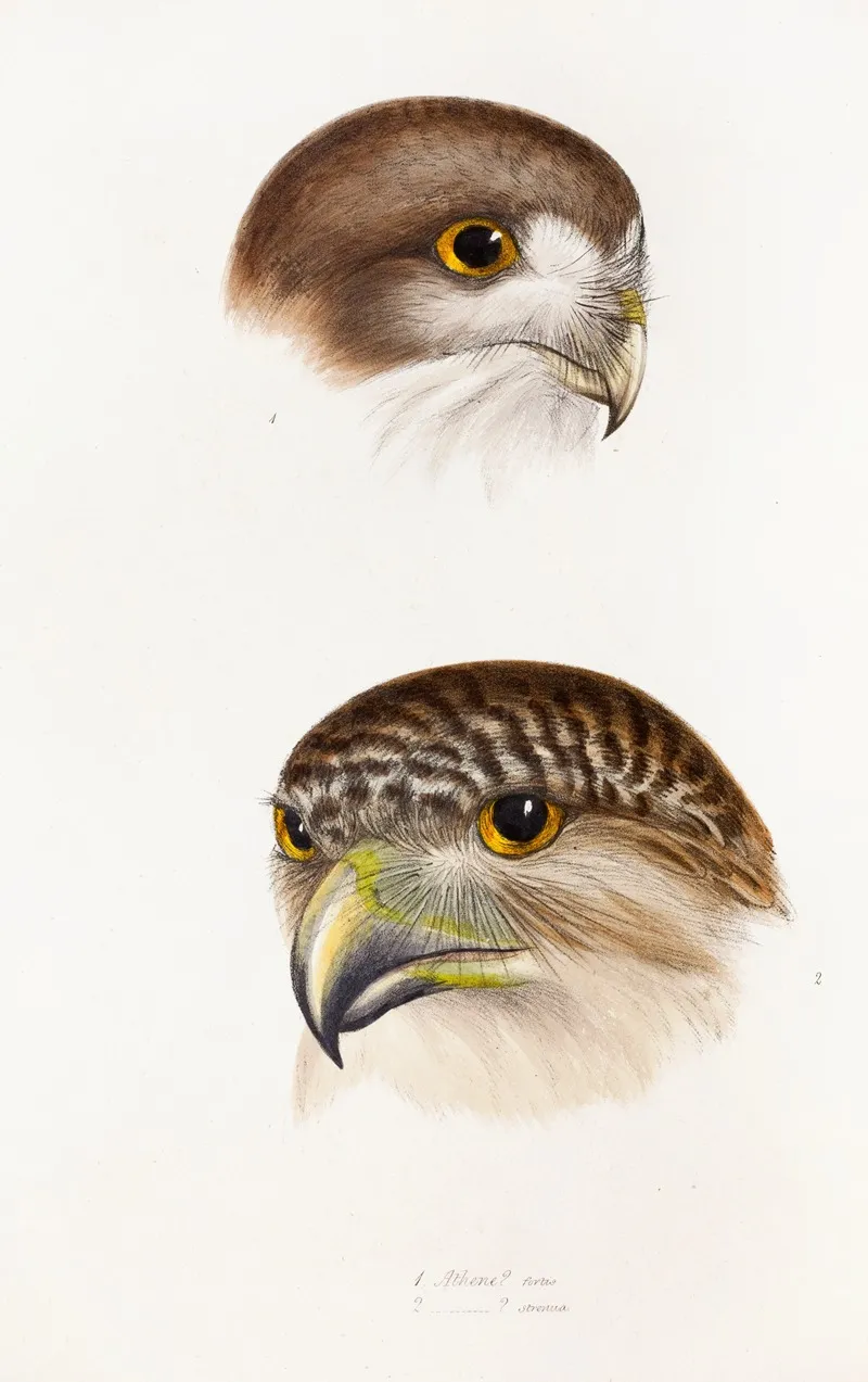 A Synopsis Of The Birds Of Australia And The Adjacent Islands Pl 49 Wall Art by Elizabeth Gould - High-Resolution Digital Print