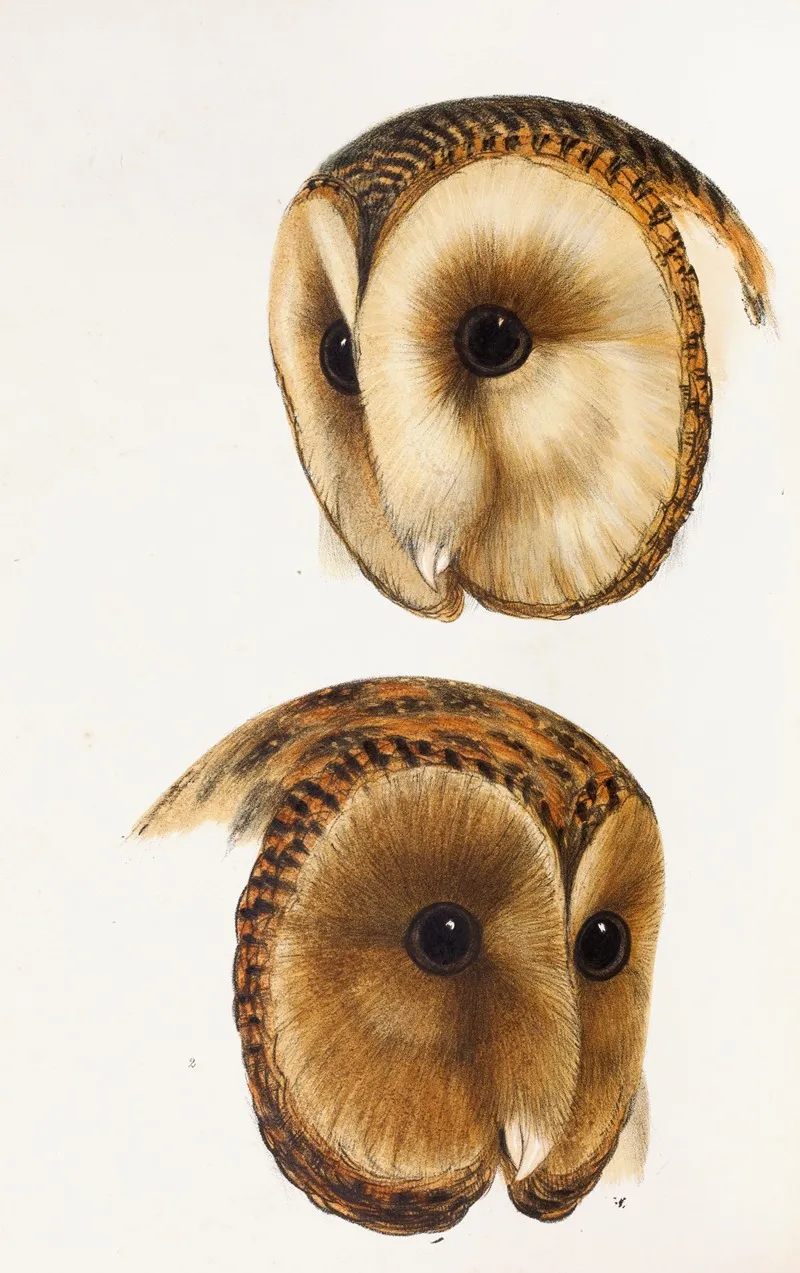 A Synopsis Of The Birds Of Australia And The Adjacent Islands Pl 51 Wall Art by Elizabeth Gould - High-Resolution Digital Print