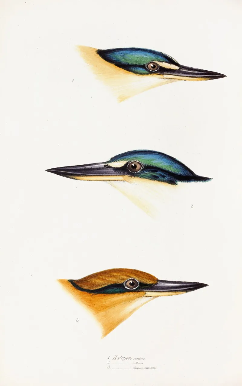 A Synopsis Of The Birds Of Australia And The Adjacent Islands Pl 53 Wall Art by Elizabeth Gould - High-Resolution Digital Print