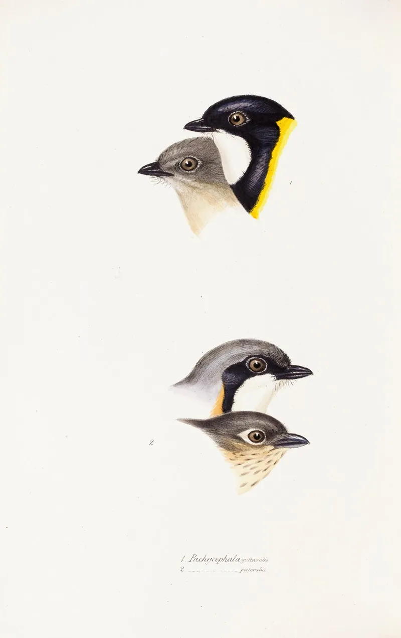 A Synopsis Of The Birds Of Australia And The Adjacent Islands Pl 54 Wall Art by Elizabeth Gould - High-Resolution Digital Print