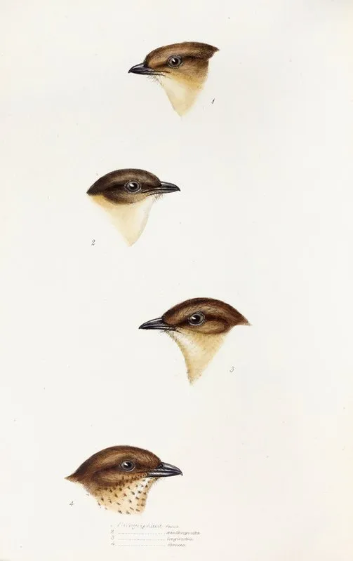 A Synopsis Of The Birds Of Australia And The Adjacent Islands Pl 55 Wall Art by Elizabeth Gould - High-Resolution Digital Print