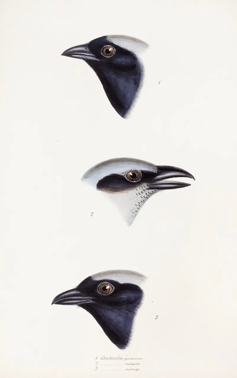 A Synopsis Of The Birds Of Australia And The Adjacent Islands Pl 56 Wall Art by Elizabeth Gould - High-Resolution Digital Print