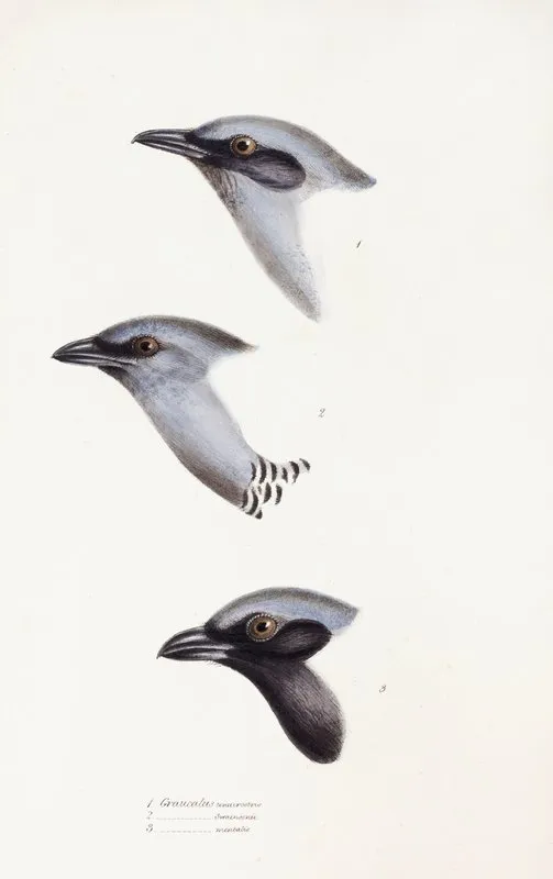 A Synopsis Of The Birds Of Australia And The Adjacent Islands Pl 57 Wall Art by Elizabeth Gould - High-Resolution Digital Print