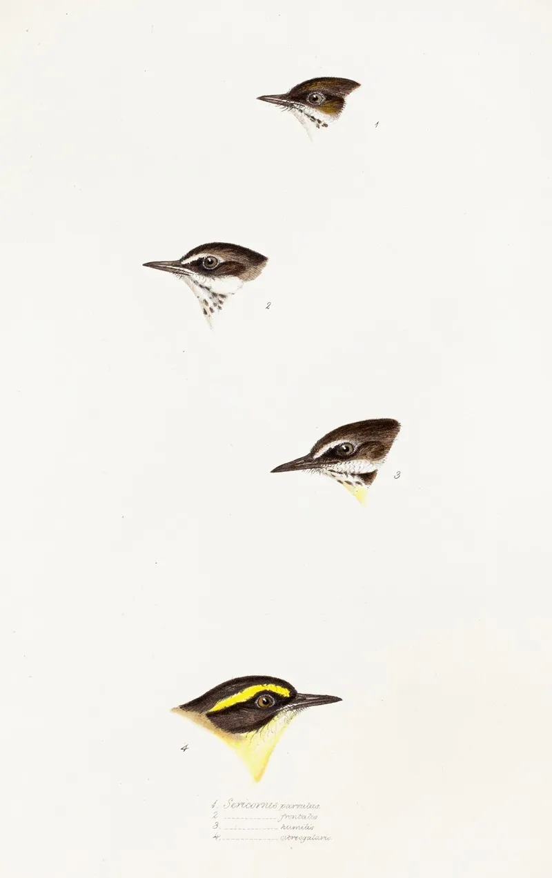 A Synopsis Of The Birds Of Australia And The Adjacent Islands Pl 58 Wall Art by Elizabeth Gould - High-Resolution Digital Print